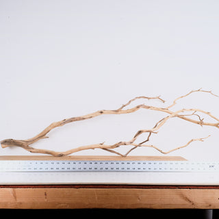 Manzanita 48"
