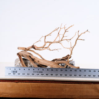 Manzanita Driftwood Set