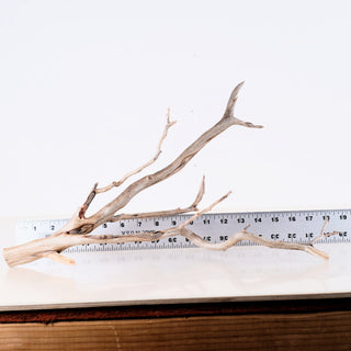 Manzanita Driftwood 17"