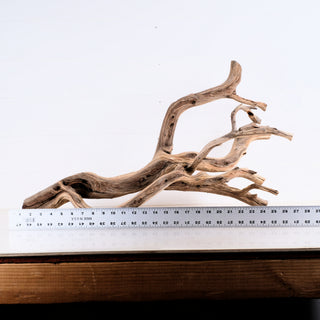 Manzanita Driftwood