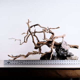 Manzanita Driftwood 31" (Set of 4)