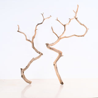 Manzanita Driftwood Set of 2 (26"-29") with natural twisted shapes on white background for decor use