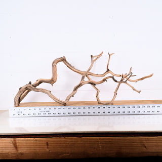 Natural textured Manzanita Driftwood Set of 2 (26"-29") pieces displayed with measuring ruler on white background