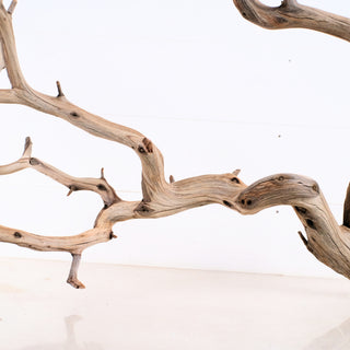 Manzanita Driftwood 38.5" with natural twisted branches and smooth weathered wood texture against white background