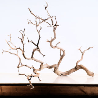 Manzanita Driftwood 38.5" showcasing natural twisted branches on a light surface with a white background