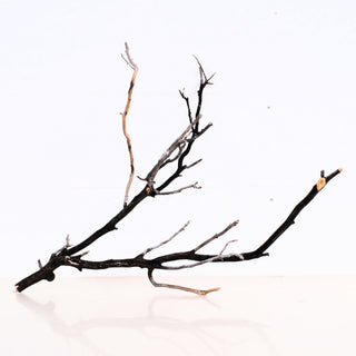 Manzanita Driftwood 14" piece with natural twisted branches and rustic dark wood perfect for decor or crafts