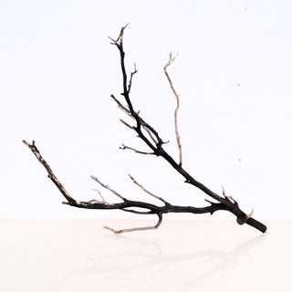 Manzanita Driftwood 14" natural piece with delicate twisted branches measuring 14.5 by 5.5 by 10.5 inches