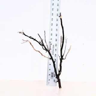 Manzanita Driftwood 14" displayed against a ruler showing its natural twisted branches and size measurements