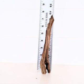Micro Manzanita Driftwood 7" standing upright next to a ruler measuring approximately 7.5 inches long.