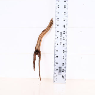 Micro Manzanita Driftwood piece measuring 11 inches shown next to ruler on white background.