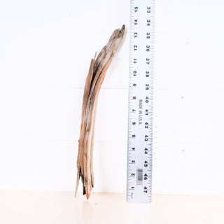 Micro Manzanita Driftwood 14" piece displayed next to a ruler showing its 14.5 inches length on a white background