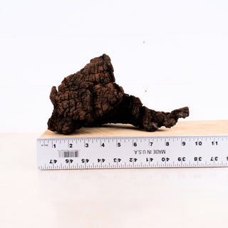 Manzanita Driftwood 10" piece shown next to ruler for size, featuring natural dark textured wood shape