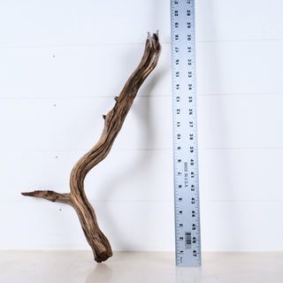Micro Manzanita Driftwood 19" placed upright next to a ruler showing its 19-inch length on a light background