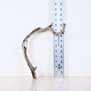 Micro Manzanita Driftwood 10.5" displayed beside a ruler showing its length for accurate measurement.