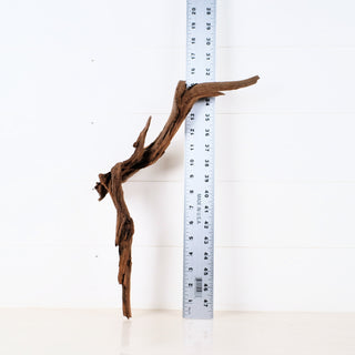 Micro Manzanita Driftwood 16 inch piece standing vertically next to a metal ruler on white background