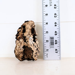 Micro Manzanita Driftwood 4.5" shown next to ruler for size reference on a white background
