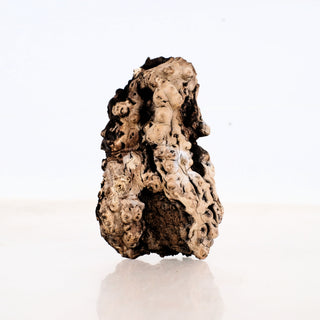 Micro Manzanita Driftwood 4.5" natural textured wood piece with intricate knots and dark brown highlights on white background