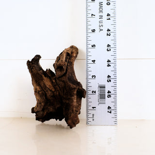 Micro Manzanita Driftwood 5.25" piece displayed next to a ruler for size reference on a white background