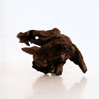 Micro Manzanita Driftwood 8" detailed natural wood piece with unique texture and rich dark brown tones on white background