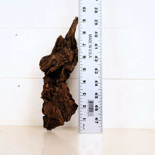 Micro Manzanita Driftwood 9.5" piece next to a ruler showing length with natural texture and shape visible