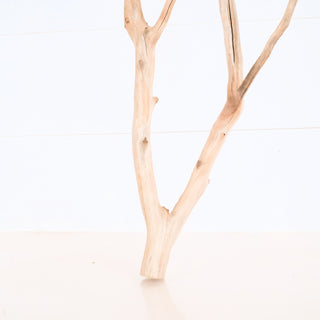 Natural light-colored Manzanita Driftwood piece with smooth texture and unique branching displayed on white background