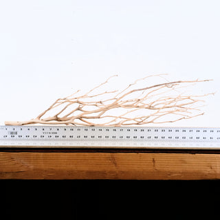 Manzanita Driftwood measured next to a metal ruler on wooden surface showing natural branch shape and texture