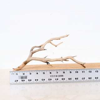 Natural shaped Manzanita Aquarium Driftwood piece displayed next to a ruler showing size for aquarium or terrarium decor