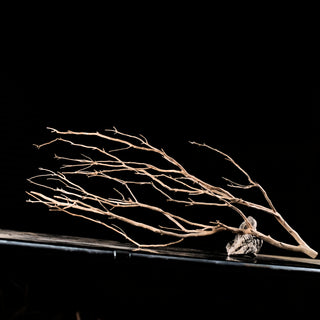Manzanita Driftwood