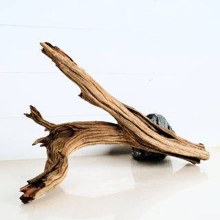Aquarium Manzanita Driftwood piece with natural curved branches ideal for aquarium or terrarium decoration and aquascaping