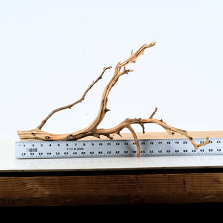 Aquarium Manzanita Driftwood piece measured against ruler ideal for aquarium and terrarium decoration.