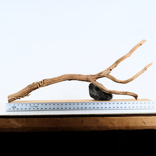 Aquarium Manzanita Driftwood piece displayed with ruler for size reference on wooden surface and white background