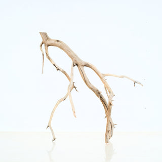 Aquarium Manzanita Driftwood piece with unique natural branching ideal for aquarium or terrarium decoration