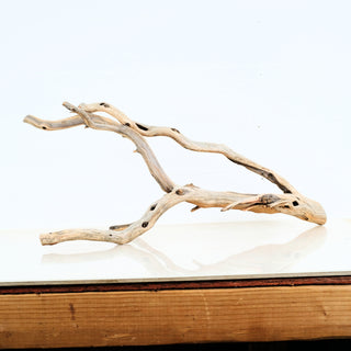 Aquarium Manzanita Driftwood natural light wood piece ideal for aquarium or terrarium decoration shown on reflective surface