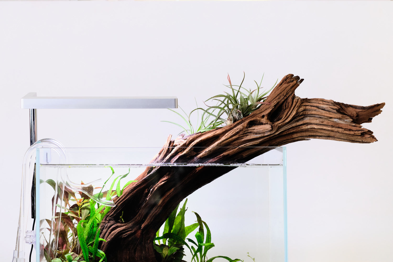 manzanita driftwood aquarium wood
