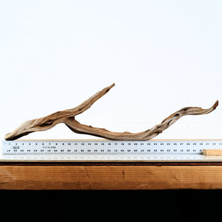 Aquarium Manzanita Driftwood displayed on wooden surface with ruler showing natural curved shape and texture