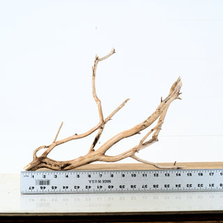 Aquarium Manzanita Driftwood piece displayed with ruler for size reference in aquarium or terrarium setup.