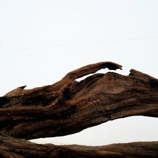 Aquarium Manzanita Driftwood 20-26" individually photographed with natural pet-friendly texture, ideal manzanita for pets