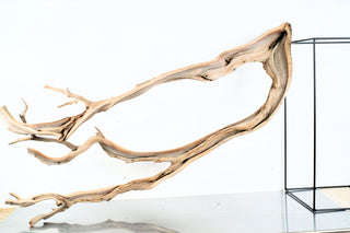 Manzanita Driftwood individually photographed with smooth flowing branches, manzanita for pets aquarium terrarium