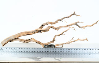Manzanita Driftwood individually photographed with extended twisted branches and natural wood texture, manzanita for pets