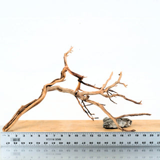 Manzanita Driftwood individually photographed with slender twisting branches and natural wood, manzanita for pets aquarium terrarium