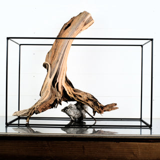 Manzanita Driftwood