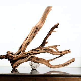 Manzanita Driftwood