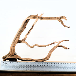 Manzanita Driftwood
