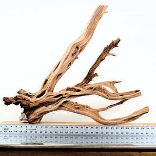 Manzanita Driftwood
