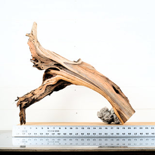 Manzanita Driftwood