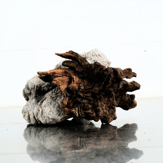 Micro Manzanita Driftwood individually photographed with rugged twisted texture and weathered natural grain, manzanita for pets.