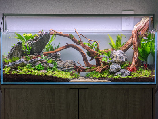 manzanita driftwood aquarium wood