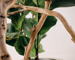 manzanita driftwood