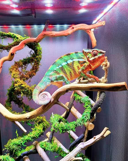 chameleon climb sticks