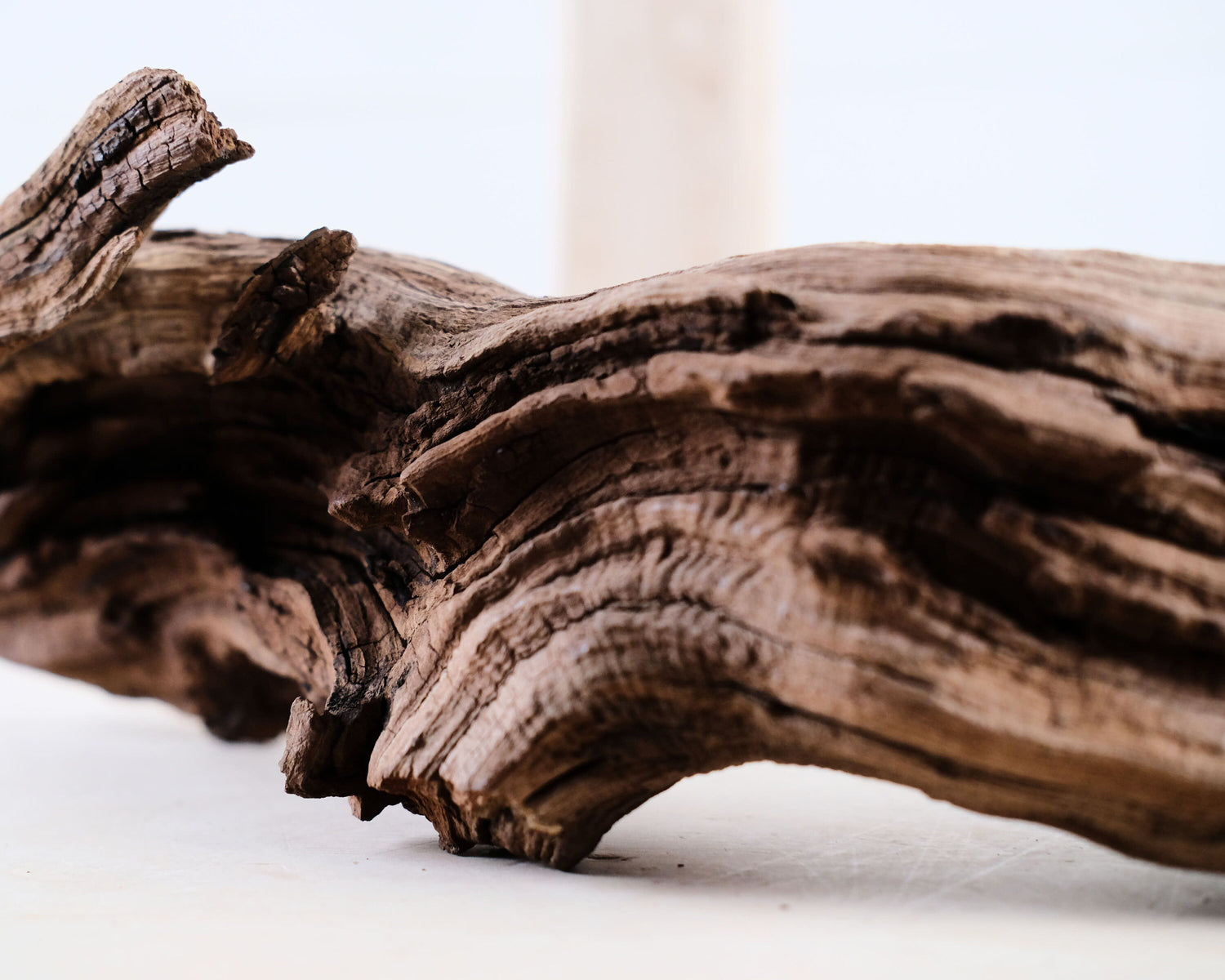 Manzanita 15" Driftwood Root